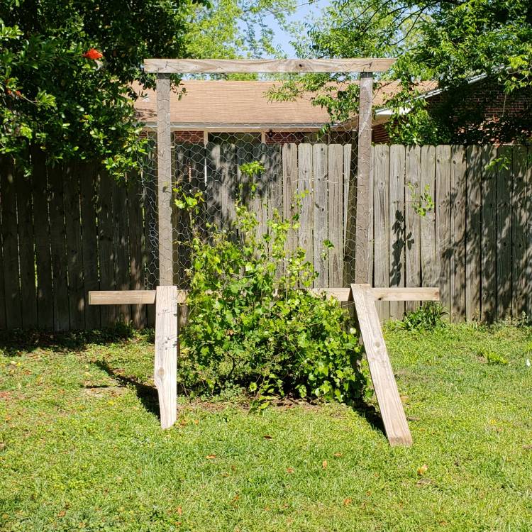 plant image 682336