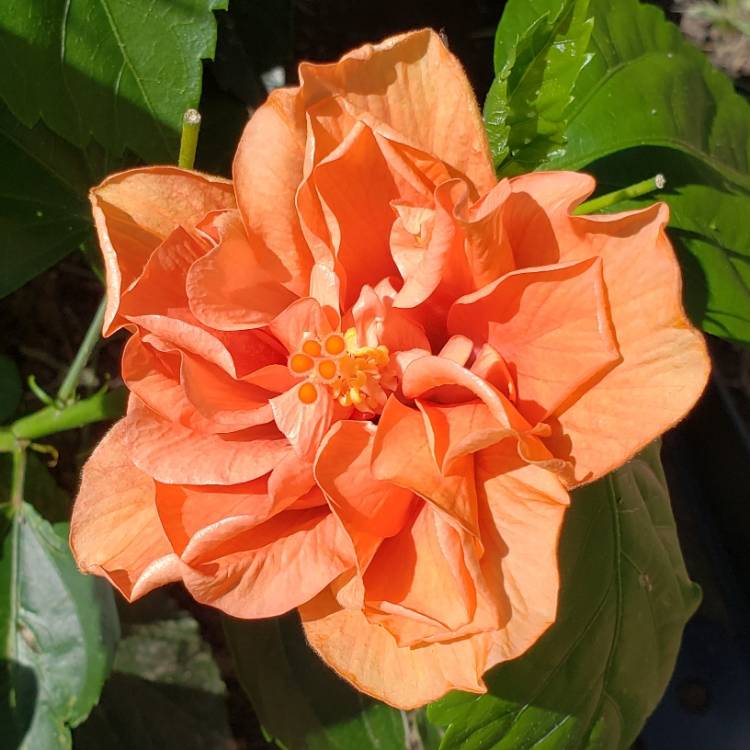 Plant image Hibiscus rosa-sinensis 'Mrs Andreasen'