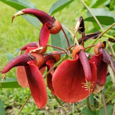Erythrina crista-galli