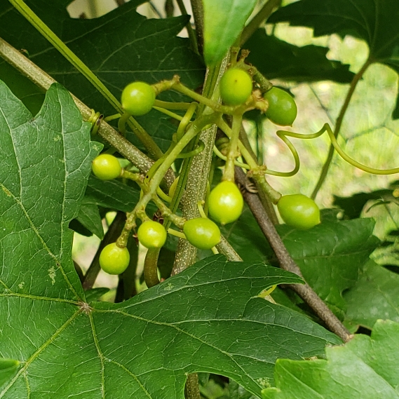 plant image 747053