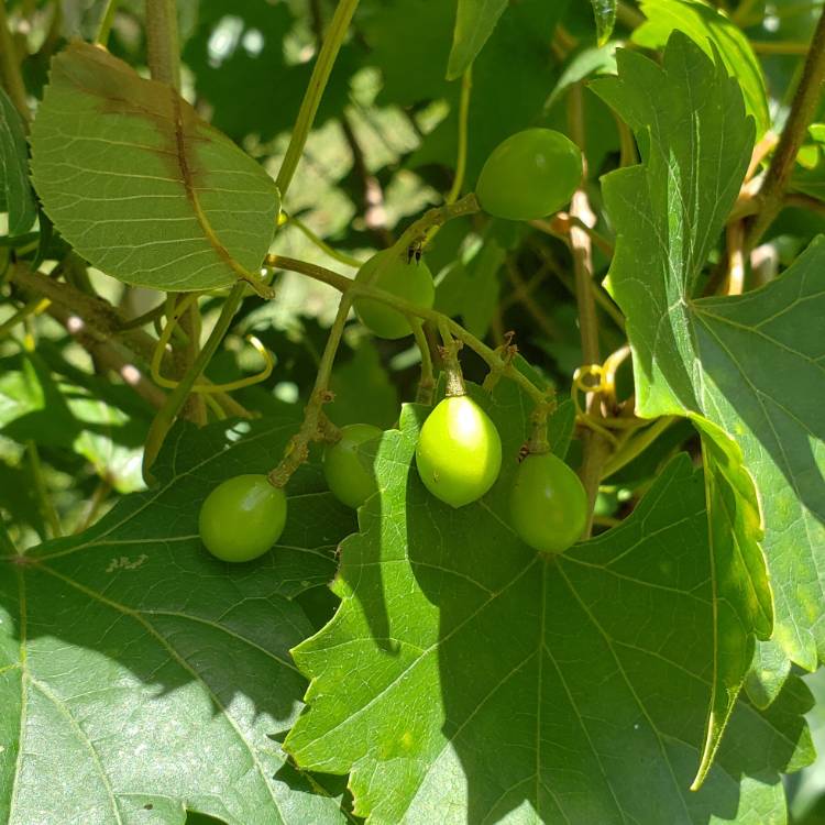 plant image 761771