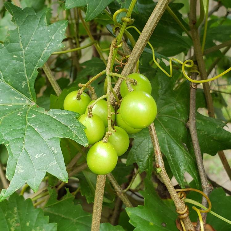 plant image 785311