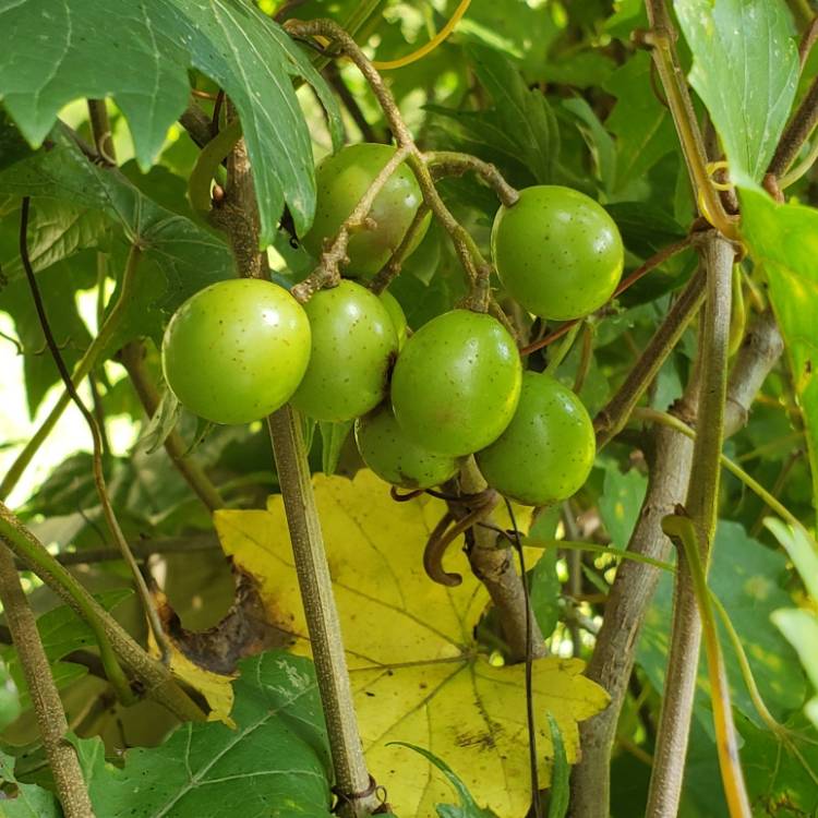 Plant image Vitis rotundifolia 'Scuppernong'