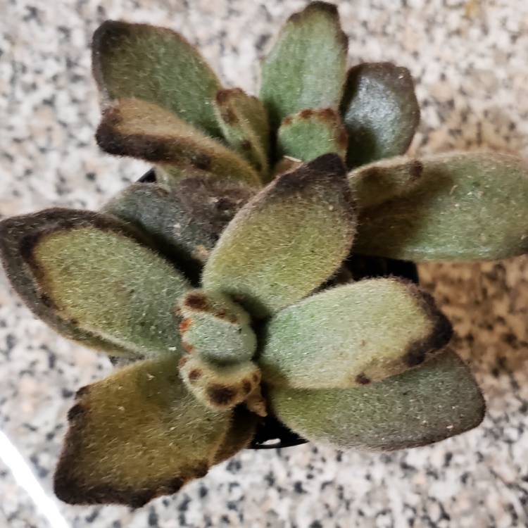 Plant image Kalanchoe tomentosa 'Teddy Bear'