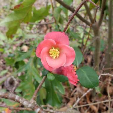 Chaenomeles