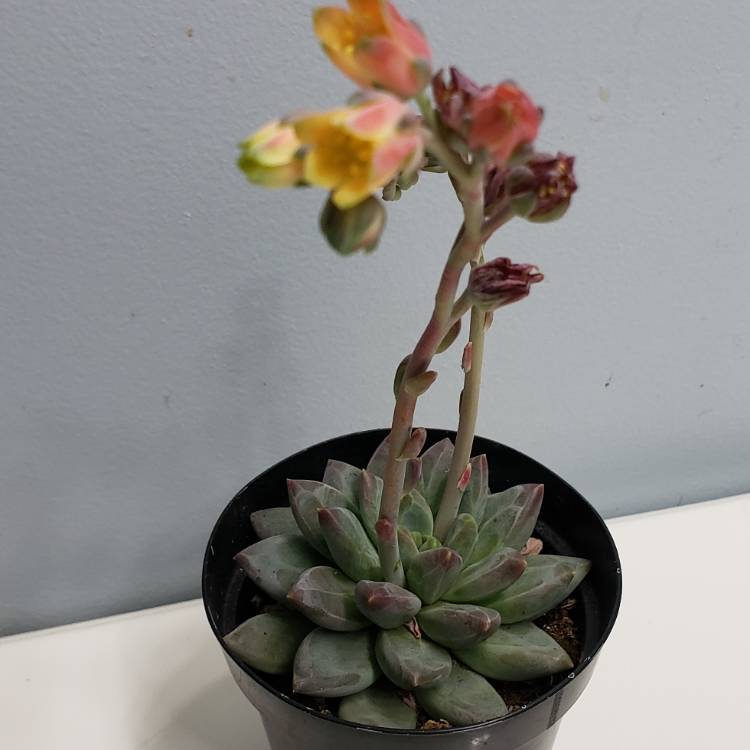 Plant image x Pachyveria glauca 'Little Jewel'