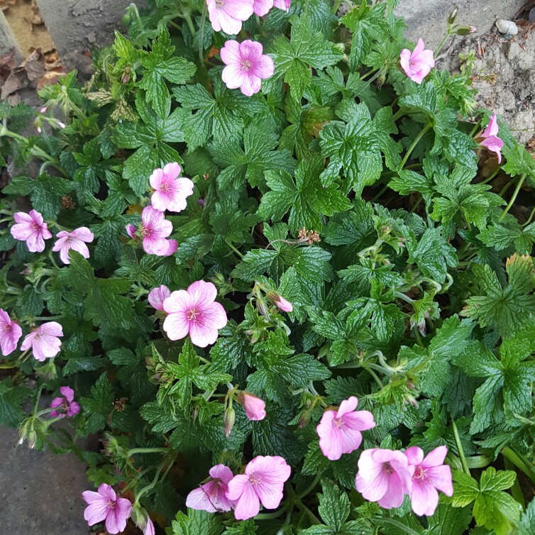 plant image 106911
