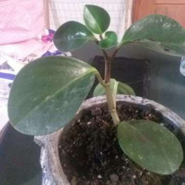 Peperomia obtusifolia