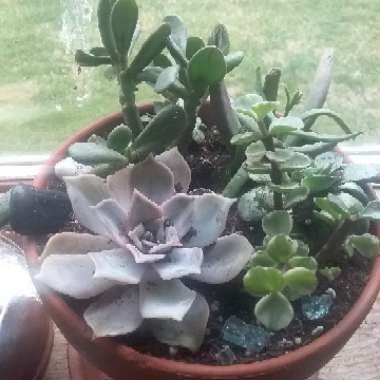 Peperomia obtusifolia