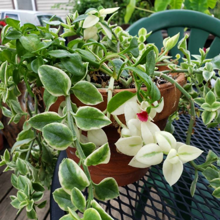 plant image 1164711