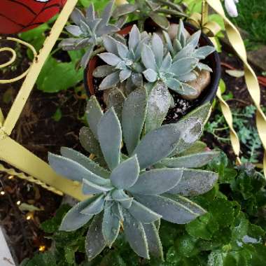 xGraptoveria Fred Ives