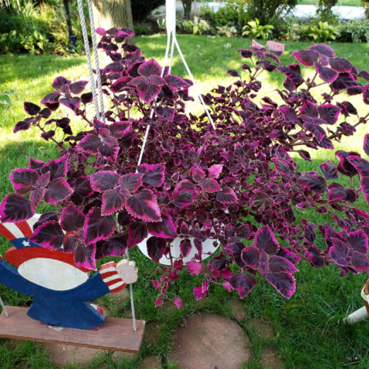 Plant image Solenostemon scutellarioides 'Meandering Linda'