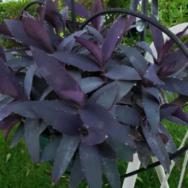Tradescantia pallida