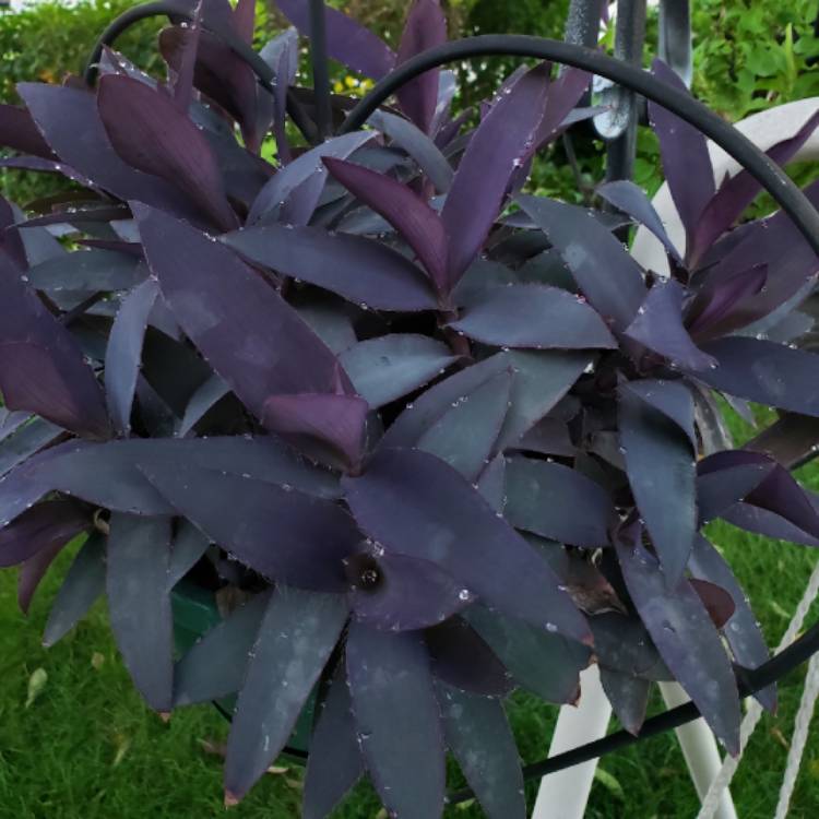plant image 1172034