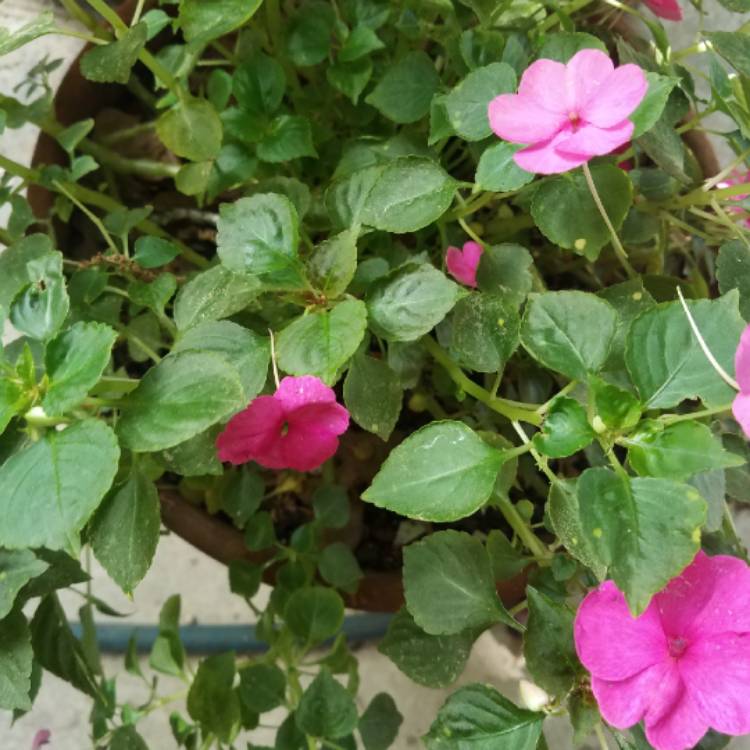 plant image 999523
