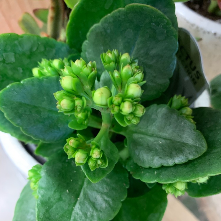 plant image 933329