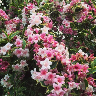 Weigela 'Florida Variegata'