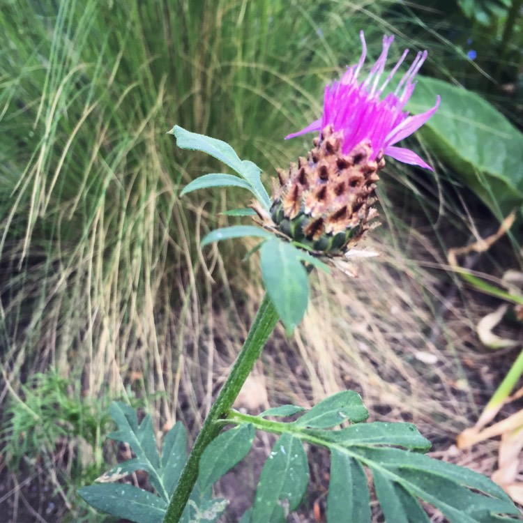 Plant image Centaurea scabiosa