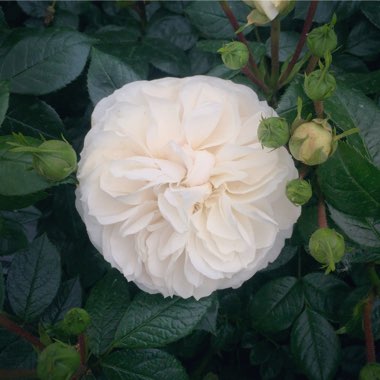 Rose 'Macmillan Nurse'