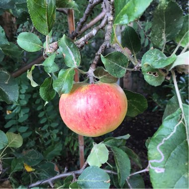 Malus domestica