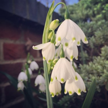 Galanthus nivalis