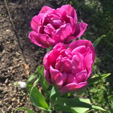 Tulipa