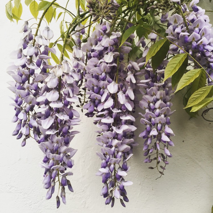 Plant image Wisteria floribunda 'Longissima Alba'