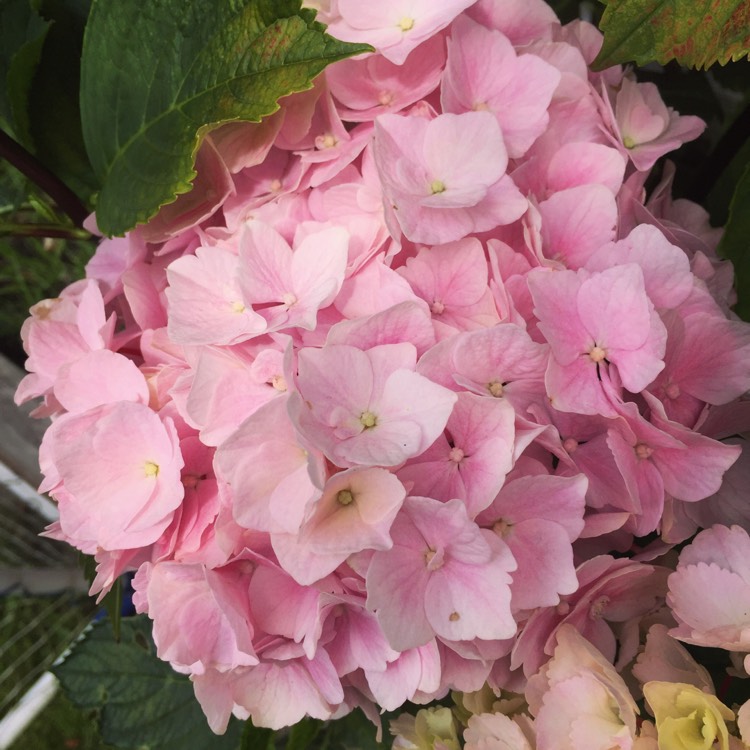 Plant image Hydrangea macrophylla 'Black Steel'