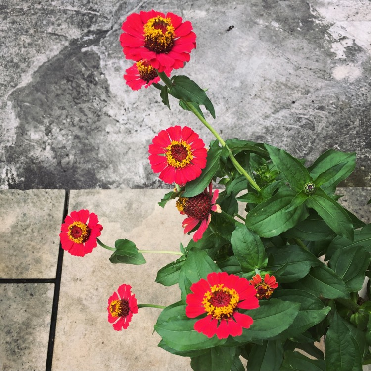 plant image 497366