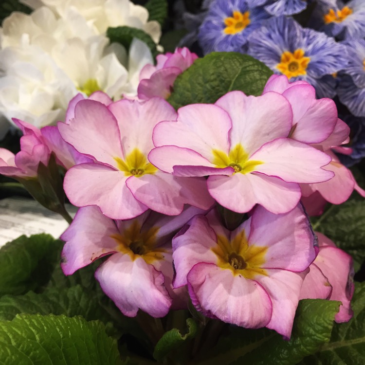 plant image 635883