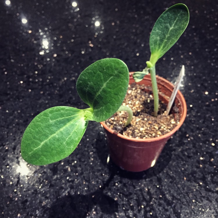 Plant image Cucurbita pepo var. Cylindrica 'Defender'
