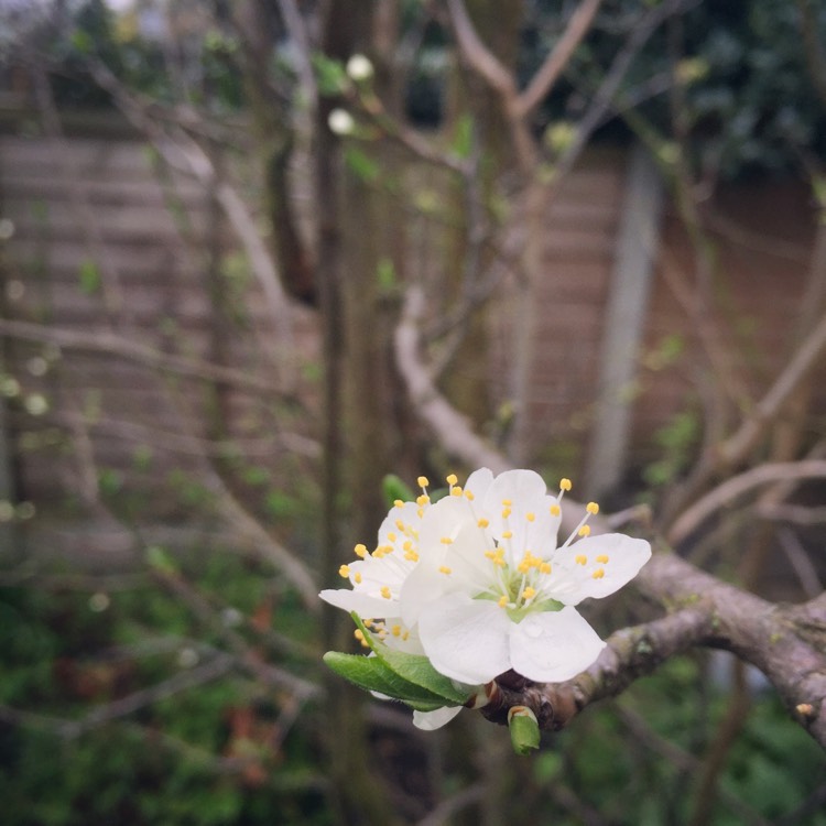 Plant image Prunus domestica