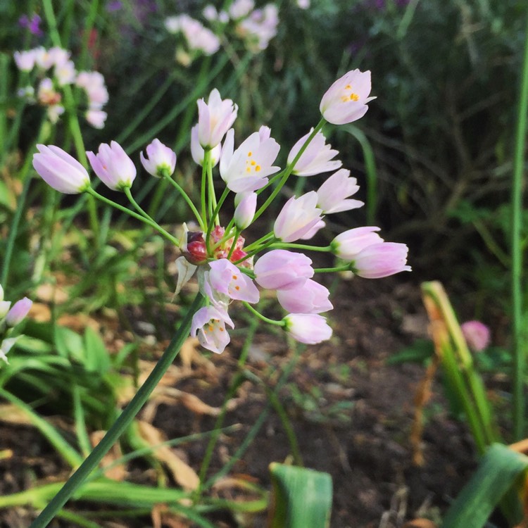 Plant image Allium roseum