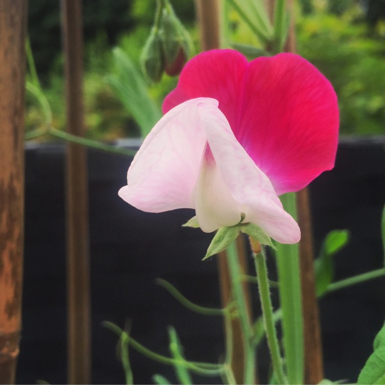 plant image 734678
