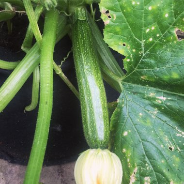 Courgette 'Defender'