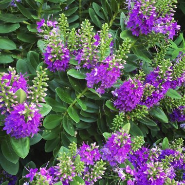 Shrubby Veronica