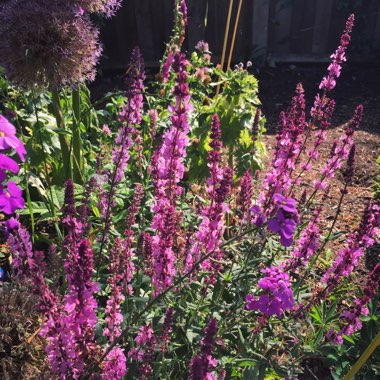 Tracy's garden