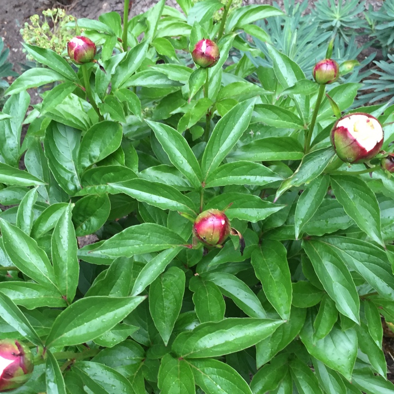 plant image 84965 plant image 84965
