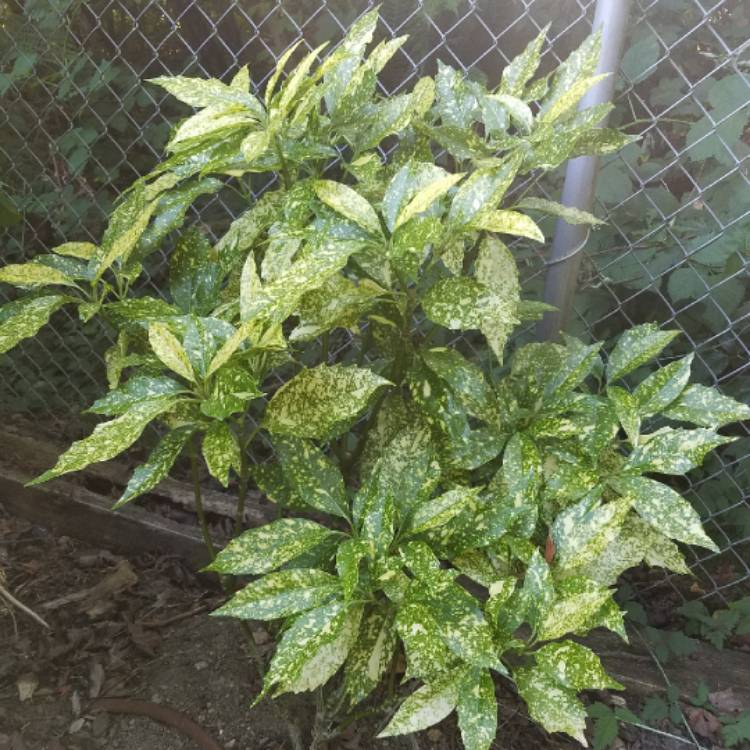 Plant image Aucuba japonica 'Golden King'