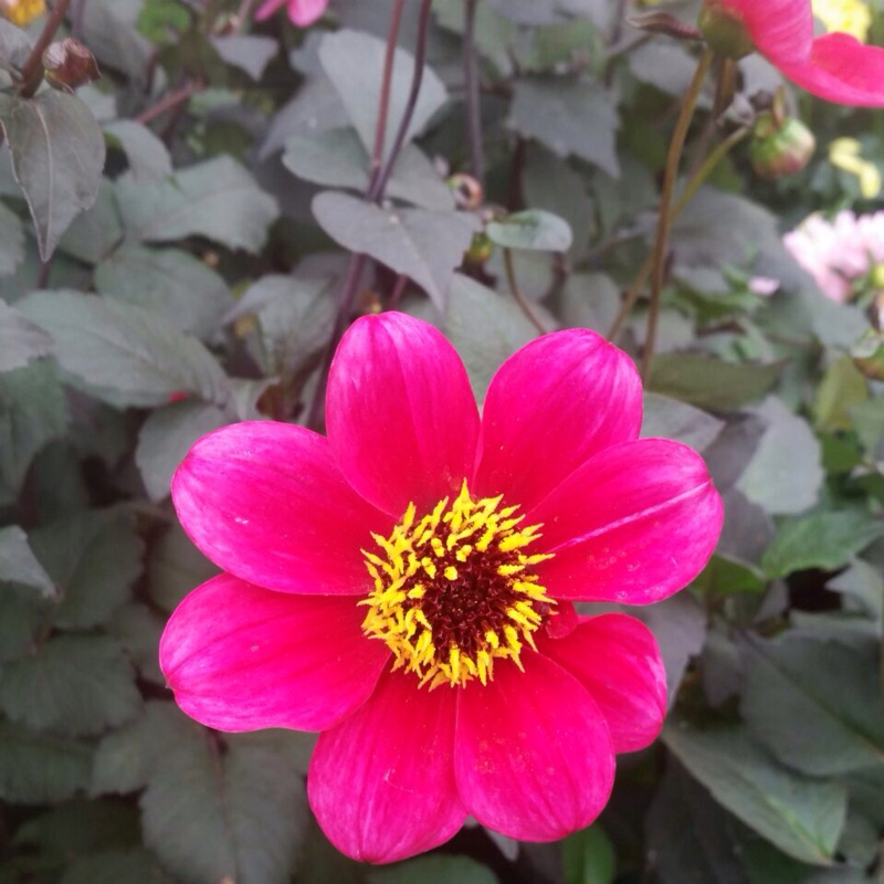 Dahlia 'Bishop's Children' (Single-flowered)