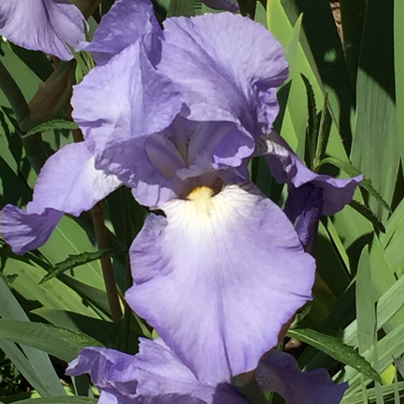 plant image 112314