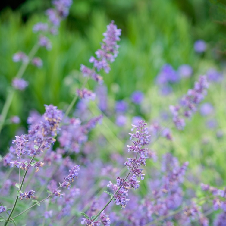 plant image 210984