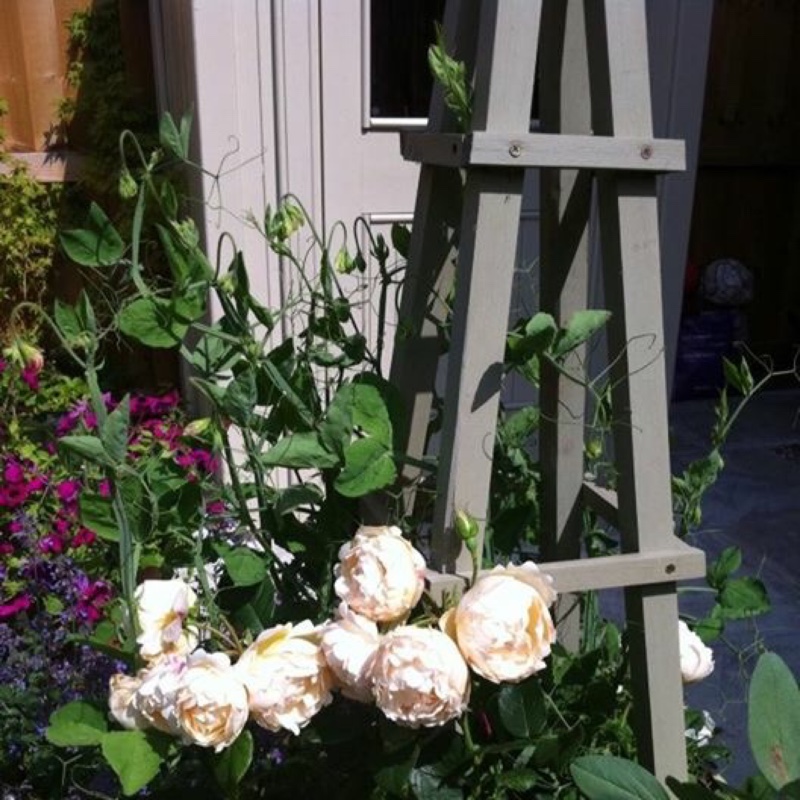 Plant image Rosa 'Wollerton Old Hall'