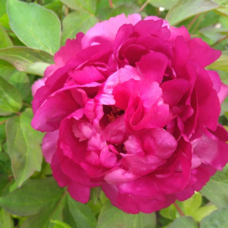 plant image 1001565 plant image 1001565