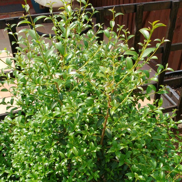 plant image 100782 plant image 100782