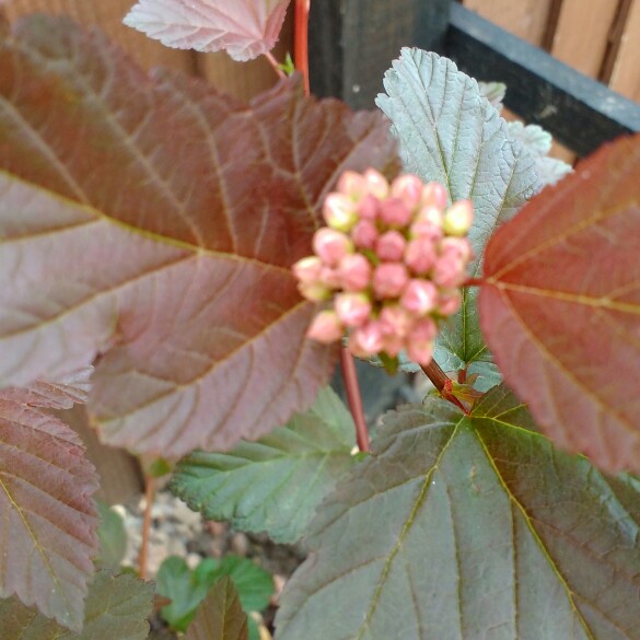 plant image 100784 plant image 100784