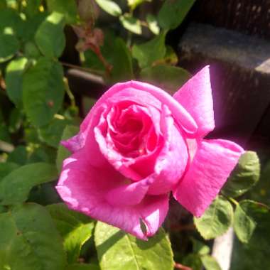 Rosa 'Zephirine Drouhin'