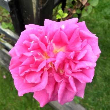Rosa 'Zephirine Drouhin'