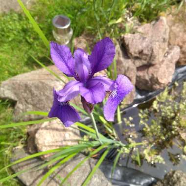 Iris versicolor