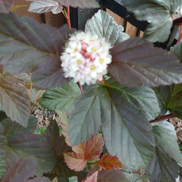 plant image 106797 plant image 106797